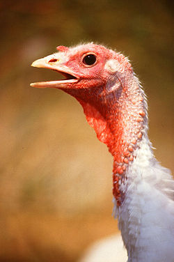 250px-Large_White_turkey_female