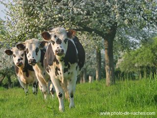 Vache-normande