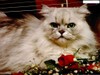 Real_5733_gros_chat_blanc_et_rose_2